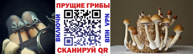 Псилоцибиновые грибы GOLDEN TEACHER  Шелехов 